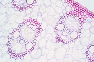 Monocot plant vascular tissue under the microscope view.