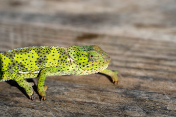 Closeup of a chameleon sitting on a wooden board on the island of Zanzibar, Tanzania, Africa
