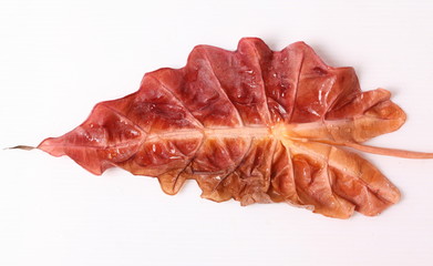 Red leaf isolated with water droplets on a white background