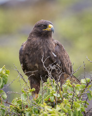 Galapagos hawk - 7528