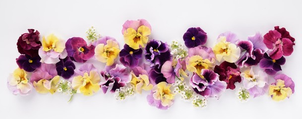 Fototapeta na wymiar カラフルなビオラの花、春の花、白背景