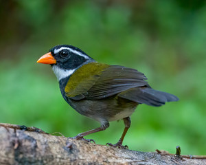 Orange-billed sparrow - 8259