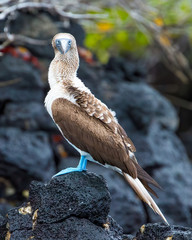 Blue-footed booby - 8389