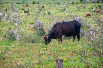 Cattle farm - Ox and cow