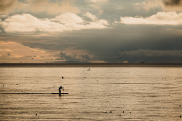 Fototapeta premium Paddleboarder enjoys silver seas and company of birds, Semiahmoo Bay