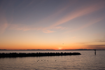 Obraz premium Birds on breakwater near White Rock beach for glorious sunset