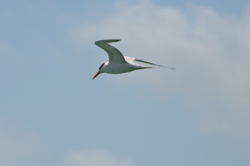 Sea gull gliding over the beach at Southpointe Park in Miami Beach,Florida