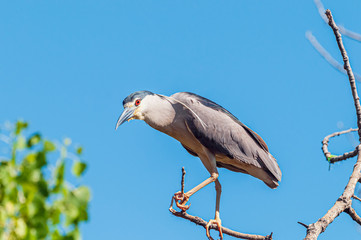 Black-crowned Night Heron Nycticorax nycticorax 
