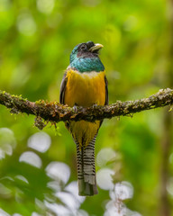 Black-throated trogon - 8933