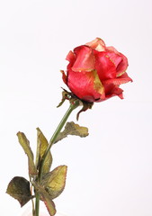 Close up Red textile rose on white background