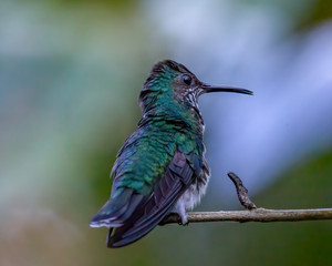 Crowned woodnymph - 9707