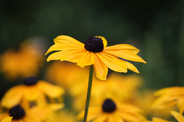 A brown eyed susan reaching for the sky.