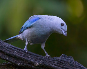 Blue-gray tanager - 9824