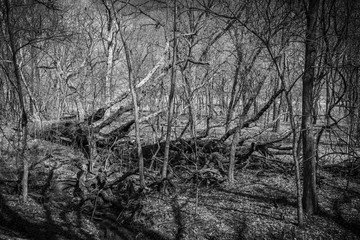 Moody downed trees in the tall grass prairie preserve - Oklahoma