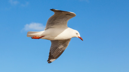Red-Billed Gulll in Flight