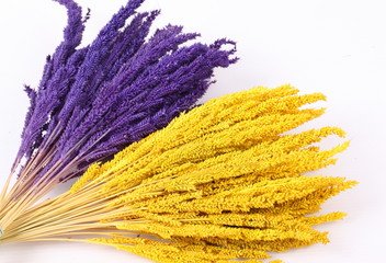 Purple and yellow ears of wheat on a white background