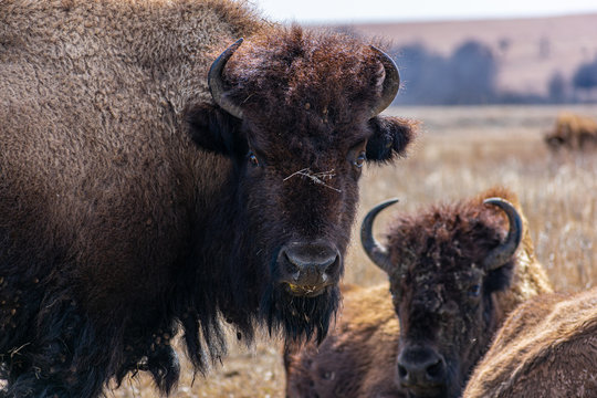 Female Bison old and new Joseph H Williams Tall Grass Prairie Preserve Oklahoma