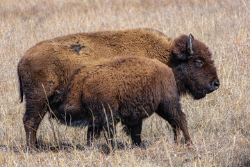 Bison feeding calf, Joseph H Williams Tall Grass Prairie Preserve