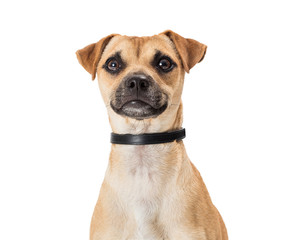 Close-up Small Mixed Breed Dog