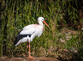White Stork breeds across Europe and winters in South Africa as zoological specimen in Alabama.