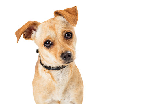 Cute Chihuahua Crossbreed Dog Close-up