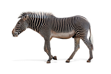 Fototapeta na wymiar Male Grevys Zebra Walking Profile Isolated