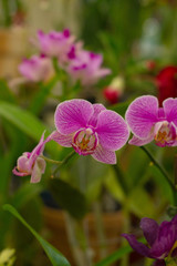 Fototapeta na wymiar orquídeas púrpuras hermosas en feria