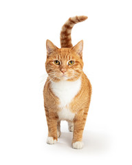 Orange and White Tabby Cat Facing and Looking Forward