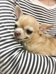 brown and white chihuahua dog