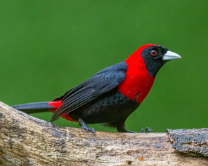Crimson-collared tanager - 9633