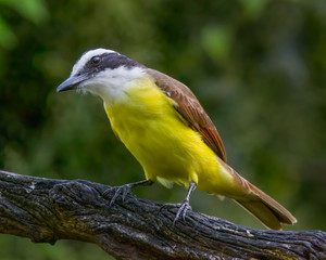 Great Kiskadee - 9873