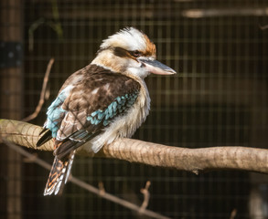 Kookaburra on limb as zoological specimen in Alabama.