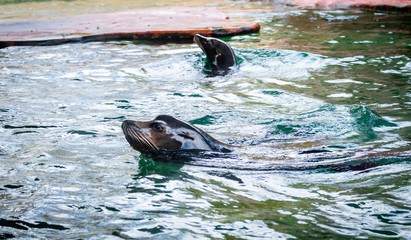 California Sea Lions swimming in pool as zoological specimen in Alabama.