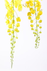 Golden Shower flower on white with clipping path