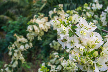 White bougainvillea flowers with blurred background in green bushes