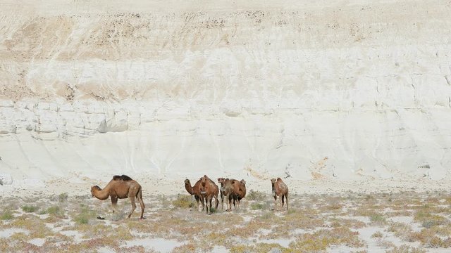camels in Mangystau white background