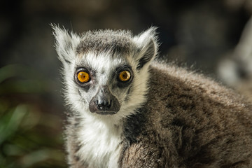 Ring Tailed Lemur sunning in zoological setting.