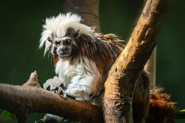 Cotton-Top Tamarin sitting in trees in zoological setting.