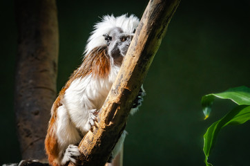 Cotton-top Tamarin sitting in trees in a zoological setting.