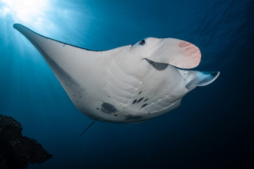 Manta Ray