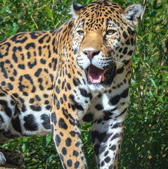 Jaguar walking through the trees in a zoological setting.