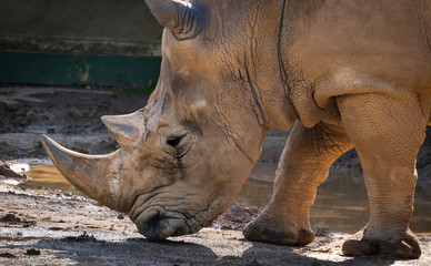 White Rhinoceros eating grass in zoological setting.