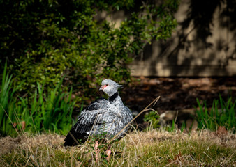 Crested Screamer Bird foraging in the grass as zoo specimen.