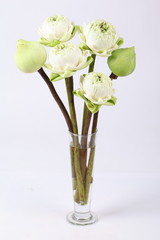 White and green lotus flower in glass green vase
