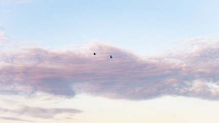 Pájaros