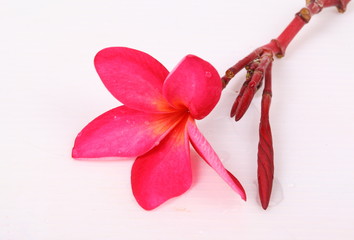 Obraz na płótnie Canvas Red Frangipani flower isolated on white background