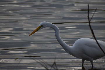 white egret in water