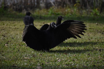 bird in the grass