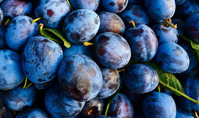 bunch of beautiful blue plums