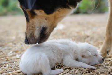 take care my love puppy